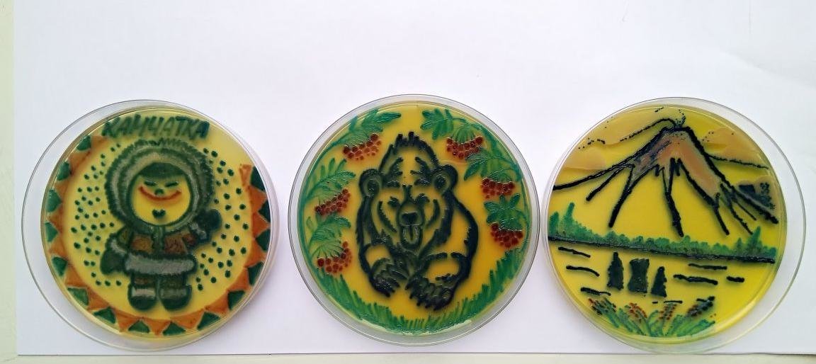 Камчатские микробиологи рисуют картины грибами и бактериями Камчатские микробиологи рисуют картины грибами и бактериями