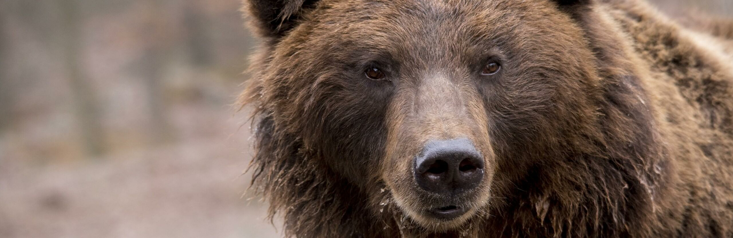 В Петропавловске бродит медведь!