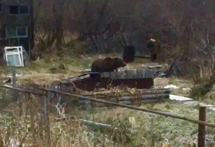Медведь, напугавший жителей Тундровой, отстрелен