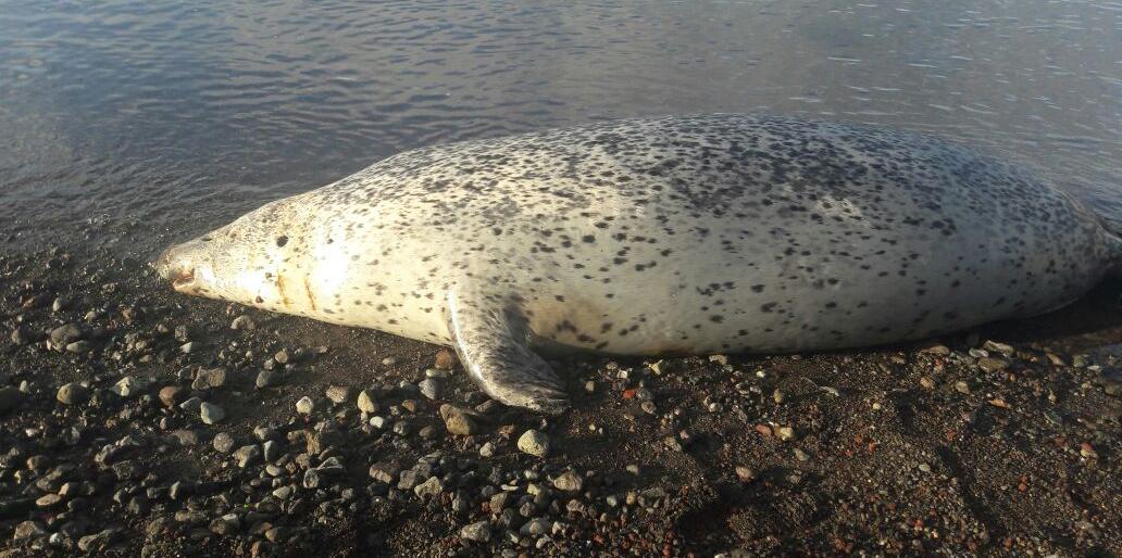 Мертвую ларгу нашли на берегу в поселке Рыбачий на Камчатке