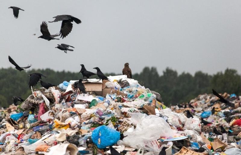 Паратунские чиновники пытались спрятать от суда и прокуратуры нелегальную свалку