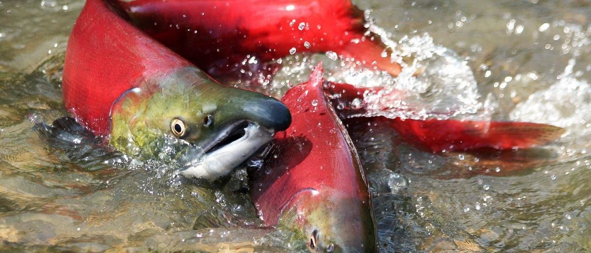 На Камчатке подвели окончательные итоги путины-2017 На Камчатке подвели окончательные итоги путины-2017