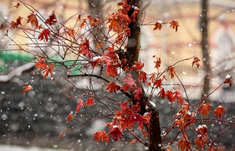 На Камчатке выдался экстремально теплый ноябрь