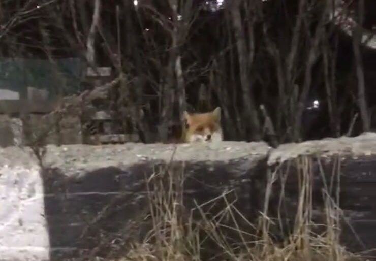 Бесстрашная лиса обосновалась в районе смотровой на Высотной в Петр... Бесстрашная лиса обосновалась в районе смотровой на Высотной в Петропавловске