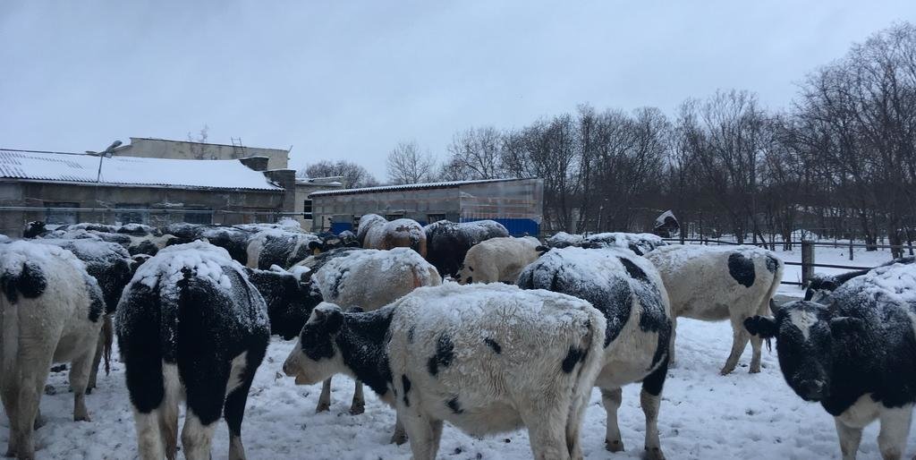 Впервые за 20 лет - в  Усть-Большерецком районе открыли новый животноводческий комплекс