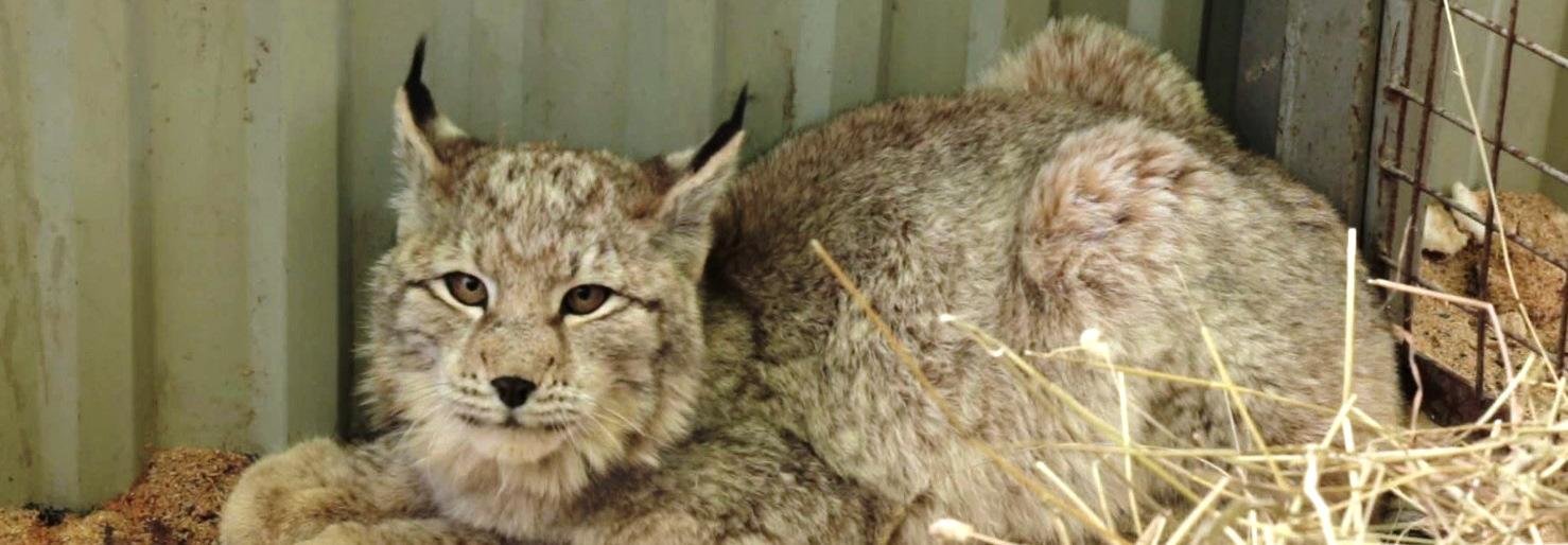 На Камчатке поставили на ноги истощенную рысь, которую едва не убила стая собак