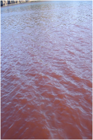 Уловы восточной Камчатки снизили токсичные «красные приливы»