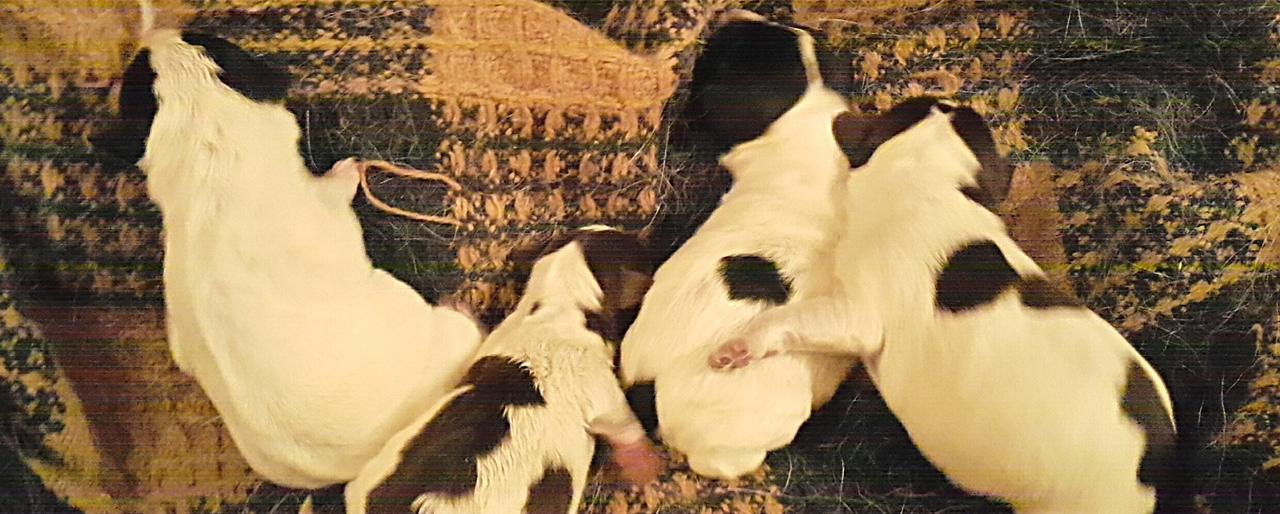 В Петропавловске неравнодушные люди спасли от верной гибели новорожденных щенков