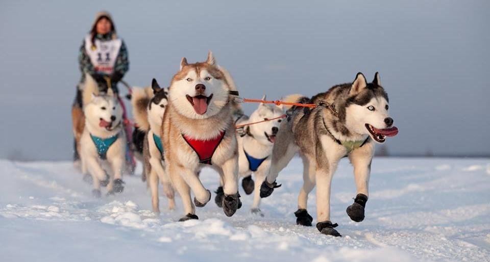 1 этап кубка России по ездовому спорту пройдет на Камчатке