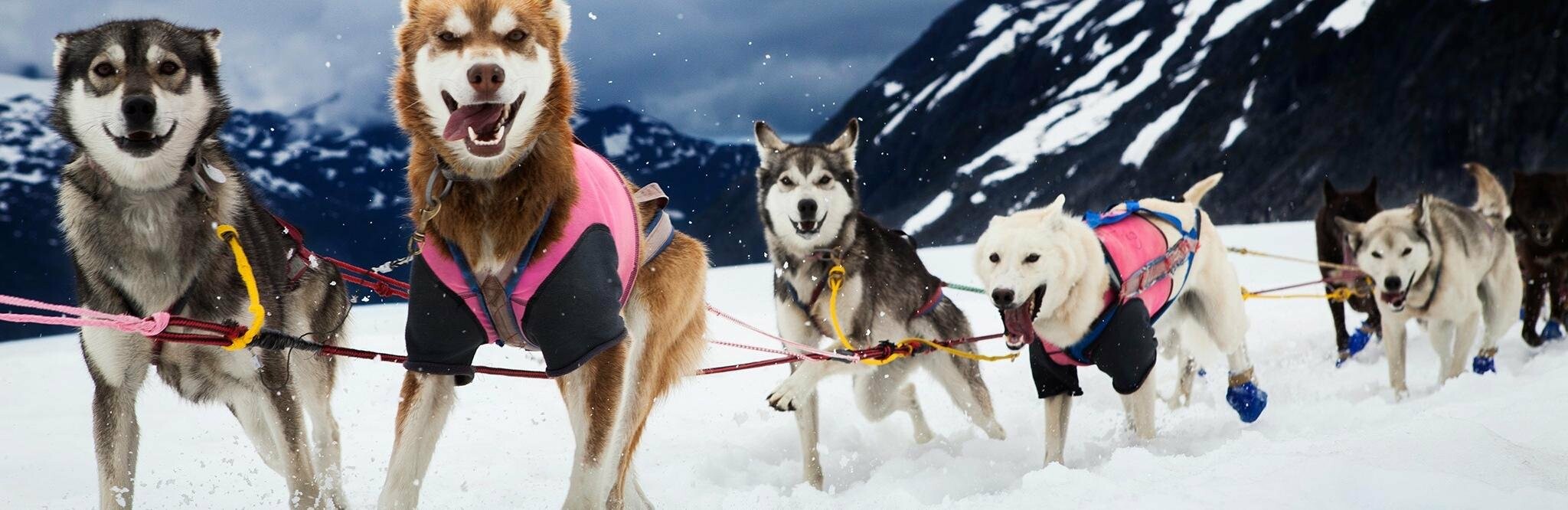 На участие в «Берингии-2018» подали заявки еще три каюра