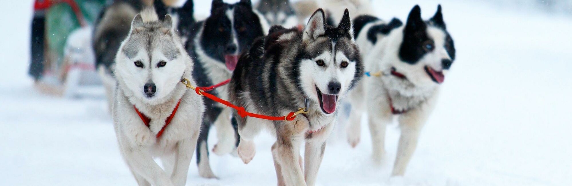 Включи лайки малыши. Катание на хасках. Красивые собаки. Аляскинские ездовые маламуты. Зима Байкал фото.