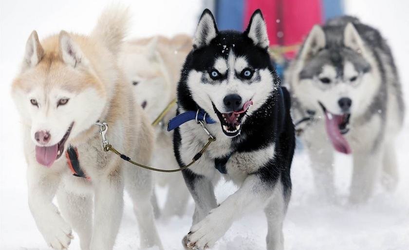 Билеты на открытие «Берингии-2018» начнут продавать 1 февраля 