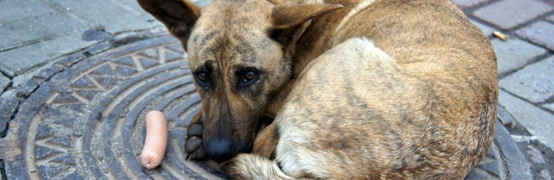 «Добрые корзинки» появились в магазинах Петропавловска