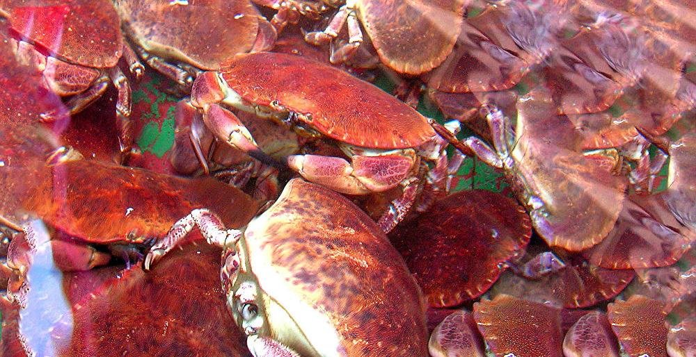 На Камчатке капитан иностранного судна незаконно выловил 30 тонн краба