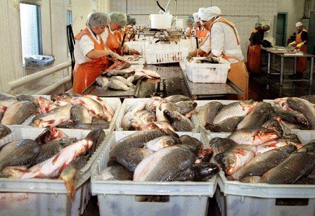 На Камчатке объем внебюджетных  инвестиций в рыбохозяйственный комплекс составил 4,6 млрд рублей 