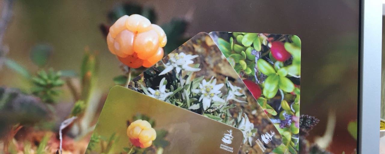 Камчатцам расскажут о съедобных растениях края