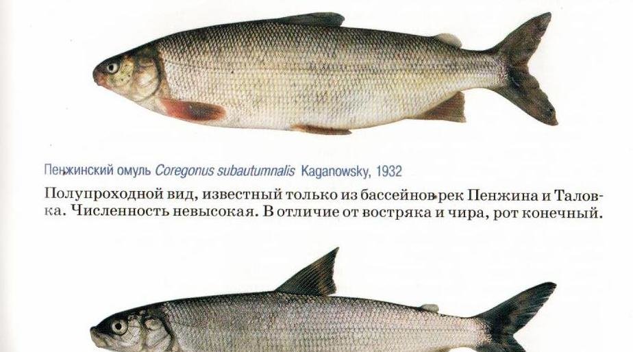 Сиги в Красной книге Камчатки: редкие виды рыб теперь под особой охраной