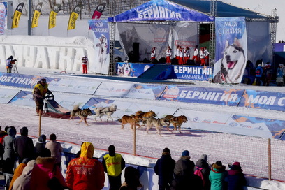 На Камчатке около 30 каюров выйдут на старт гонки-пролога «Берингии-2018»