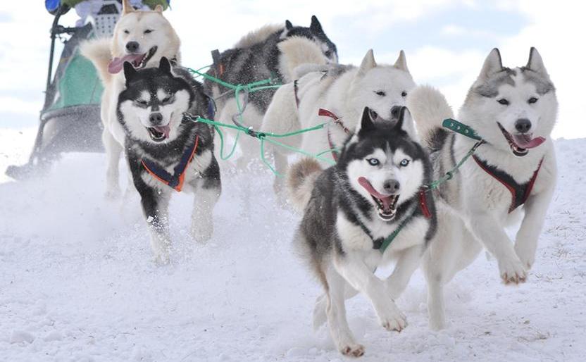 «Берингия-2018» претендует на включение в Книгу рекордов Гиннесcа «Берингия-2018» претендует на включение в Книгу рекордов Гиннесcа