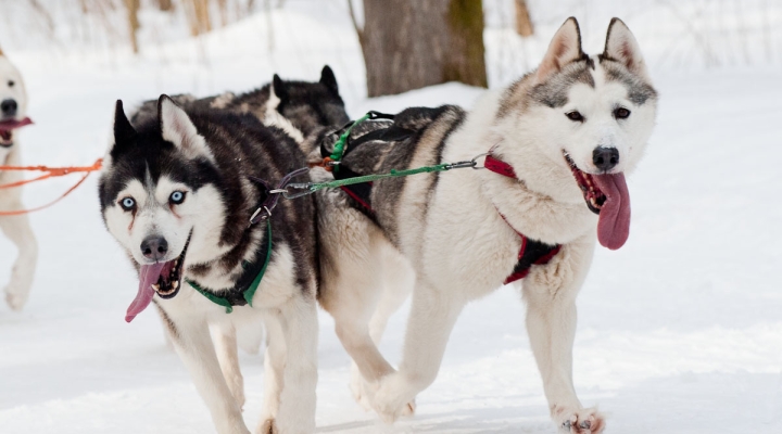 На Камчатке прошёл "Елизовский спринт - 2018"