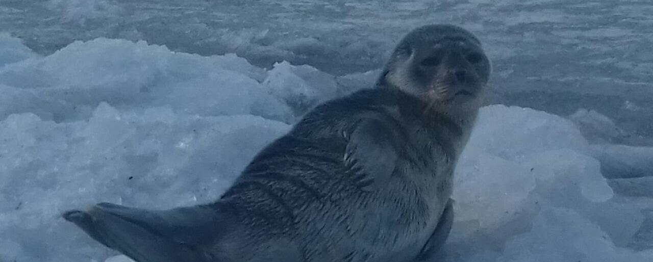 На Камчатке сотрудники МЧС спасли нерпу