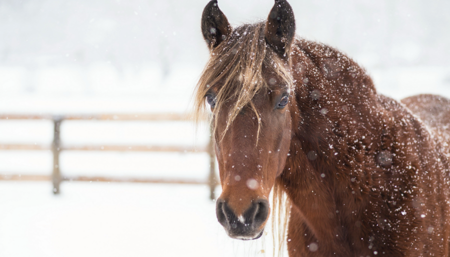 На Камчатке сельских чиновников обязали разобраться с бродячей лошадью  