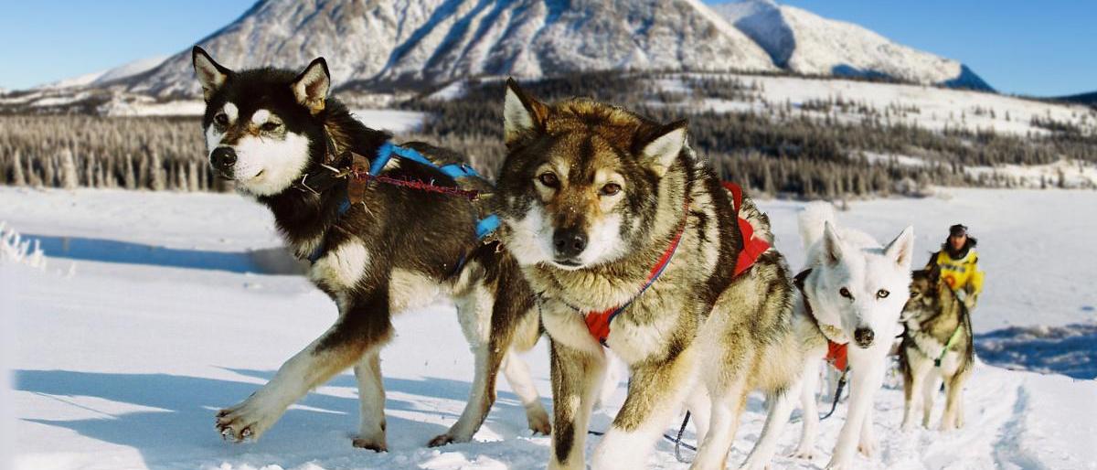 На Камчатке планируют создать музей «Берингии»