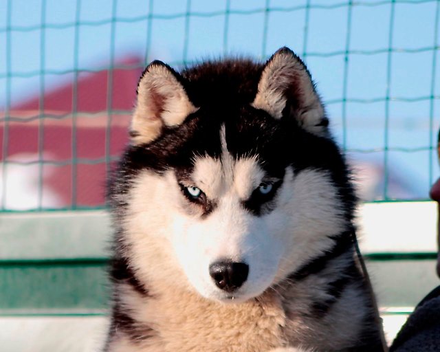 На Камчатке «Берингия-2018» может быть перенесена