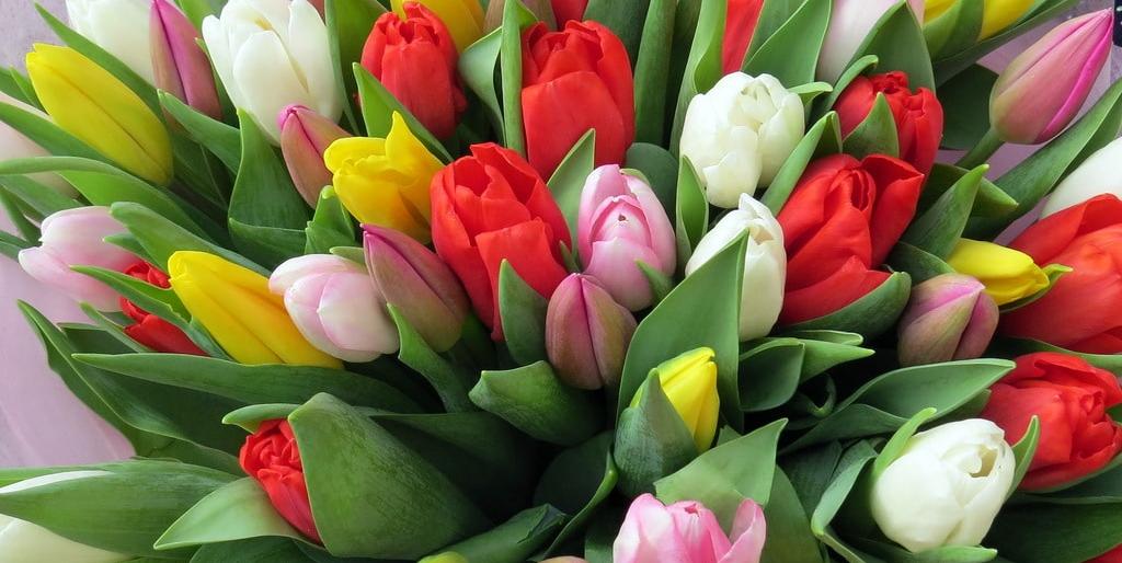 В Петропавловске к 8 марта вырастили 25 тысяч тюльпанов