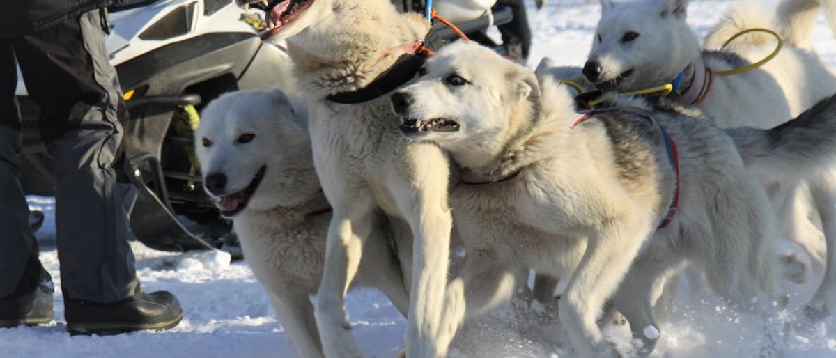  «Берингия-2018» стартовала на Камчатке