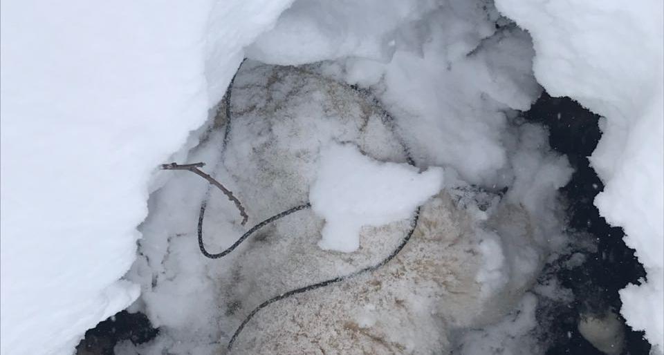 Продолжение истории с повешенным алабаем – возбуждено уголовное дело, хозяина ищут