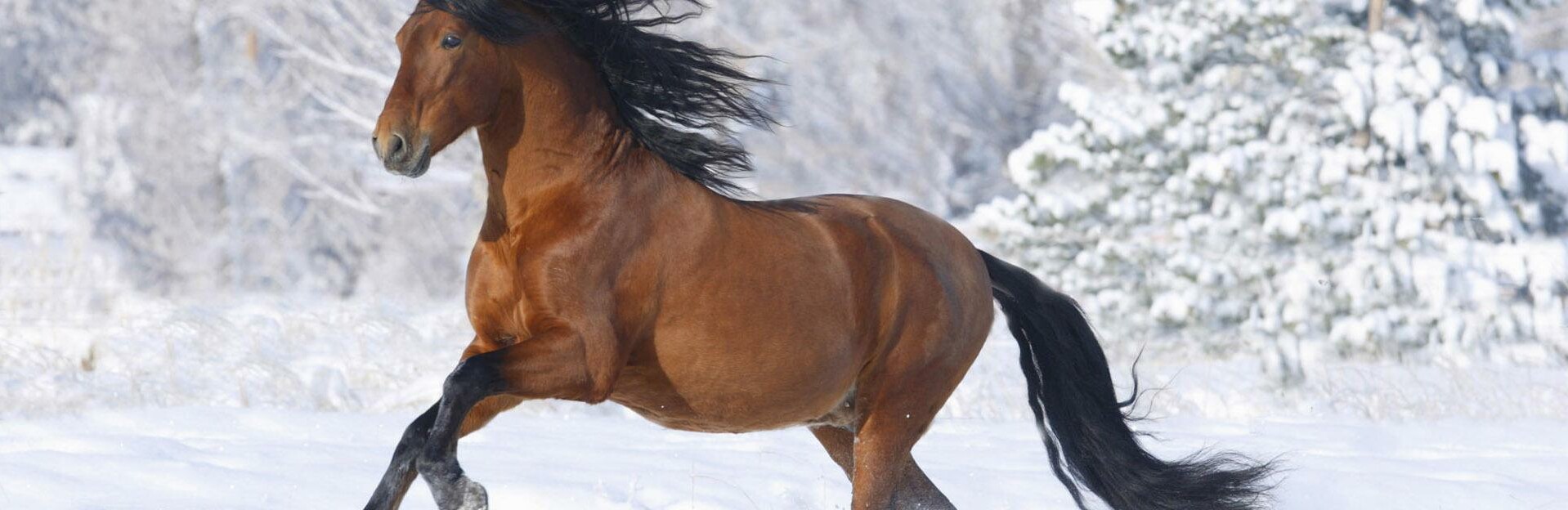 Камчатский конокрад рискует сесть на 2 года