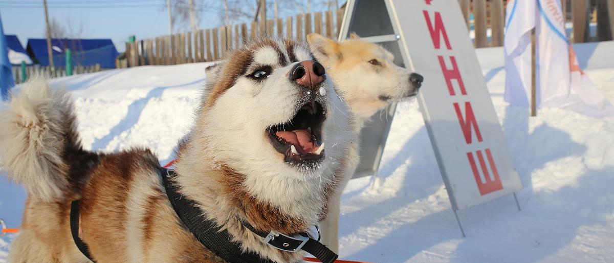 «Берингия-2018» добралась до Ключей