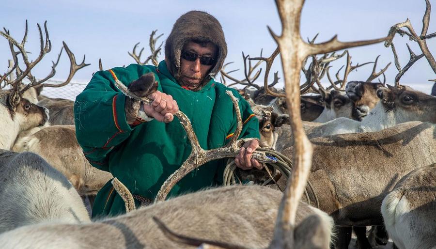 Камчатским оленеводам не платят зарплату