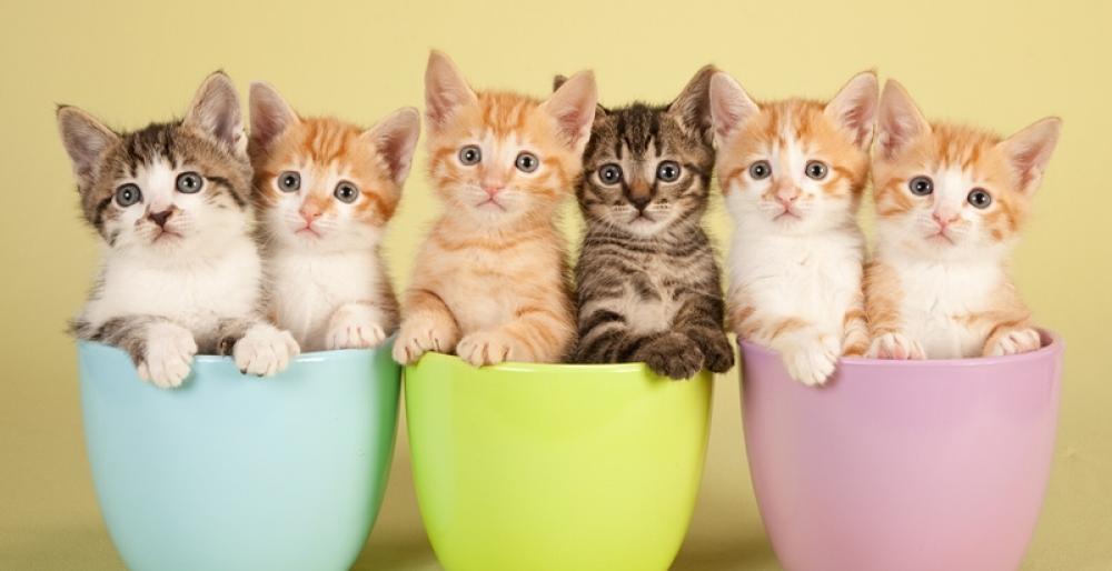 Камчатцев ждет замуррчательный выходной Камчатцев ждет замуррчательный выходной