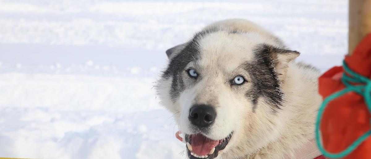 Каюры «Берингии-2018» прибыли в Ивашку