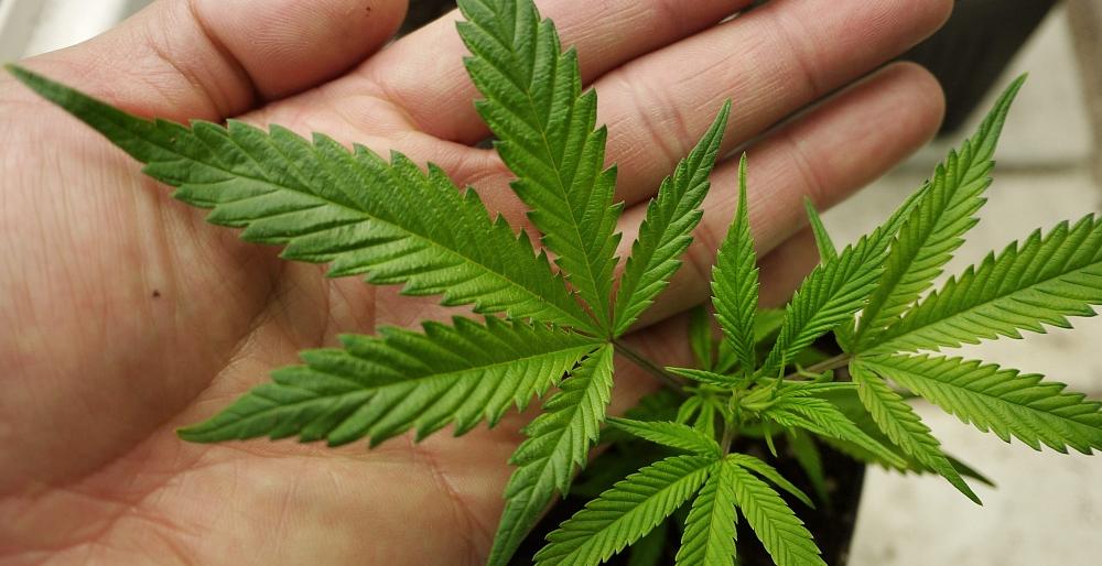 «Поле Чудес» довело жителя Камчатки до скамьи подсудимых