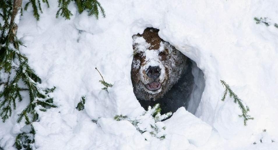 Камчатские медведи начали выходить из спячки