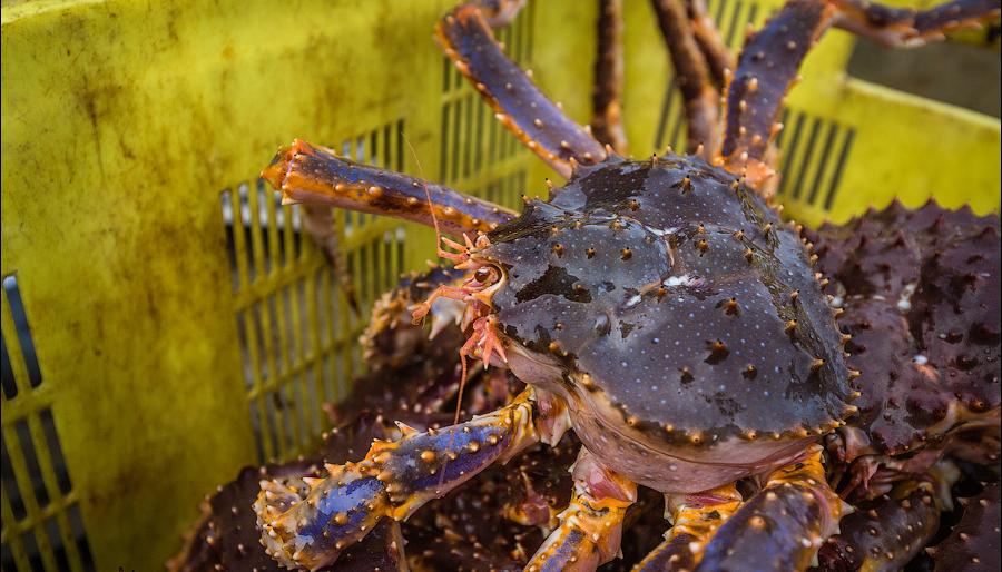 На Камчатке капитанa иностранного браконьерского судна лишили свободы