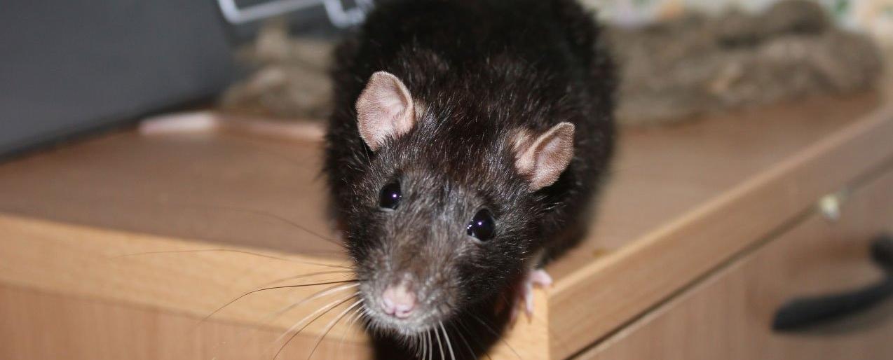 Жители Горького,11 в Петропавловске живут бок о бок с подвальными к... Жители Горького,11 в Петропавловске живут бок о бок с подвальными крысами