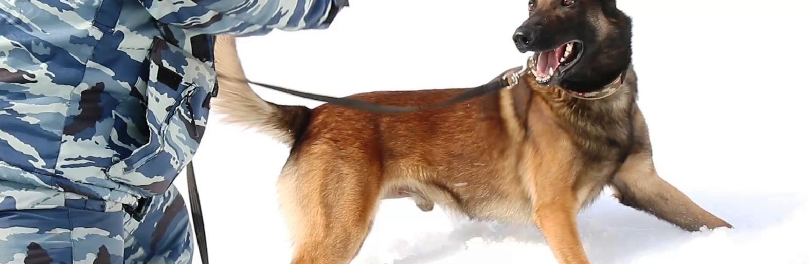 Полицейская собака спасла ребенка в Петропавловске Полицейская собака спасла ребенка в Петропавловске