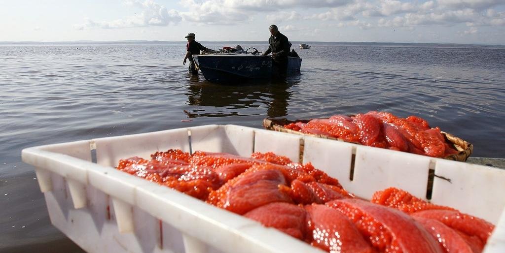 Браконьерству - бой! Власти края обсудили планы на предстоящую красную путину
