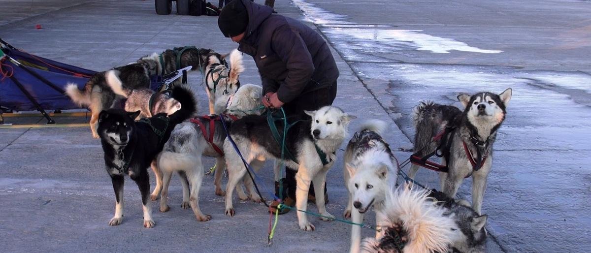 Добро пожаловать домой, Берингия! 