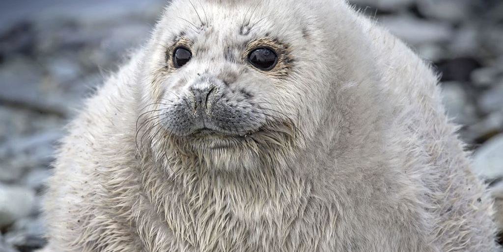 На Острове Уташуд пересчитали тюленей и каланов