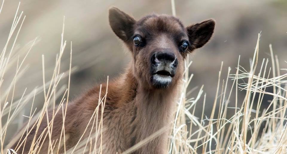 Новорождённый олень попал в объектив инспекторов заповедника «Командорский» 