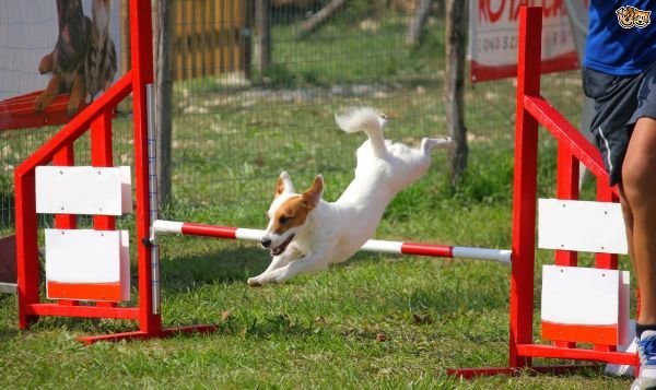 В Петропавловске построят спецплощадку для выгула собак