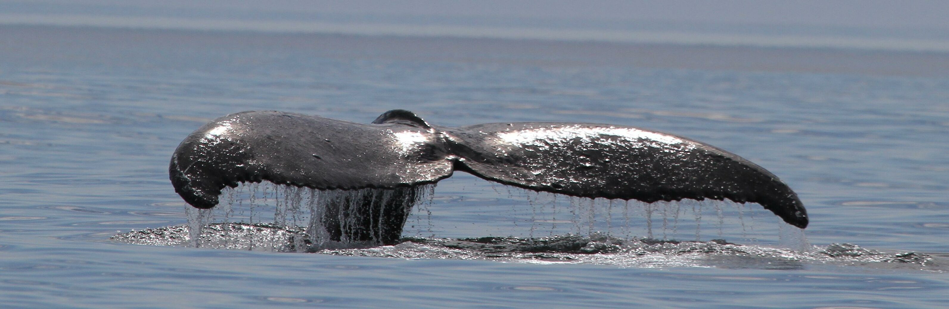 Ученые пересчитают китов и крабов на Камчатке