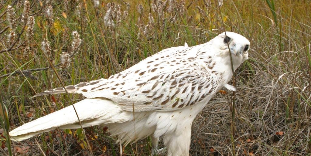 Ловец кречетов из Севастополя предстанет перед судом на Камчатке