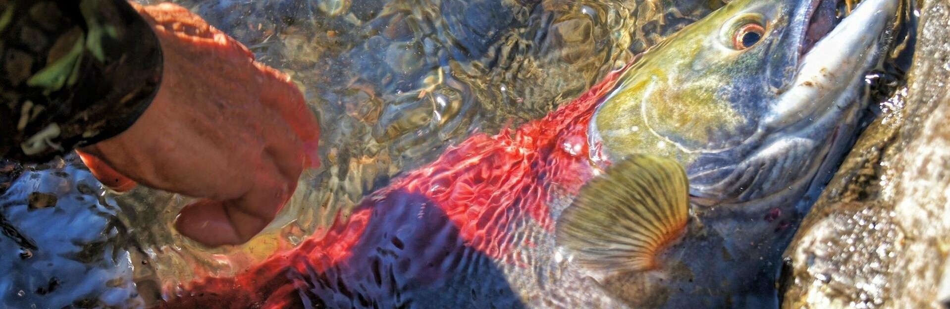 Первая рыба пошла в реку Большую – браконьеры тут как тут