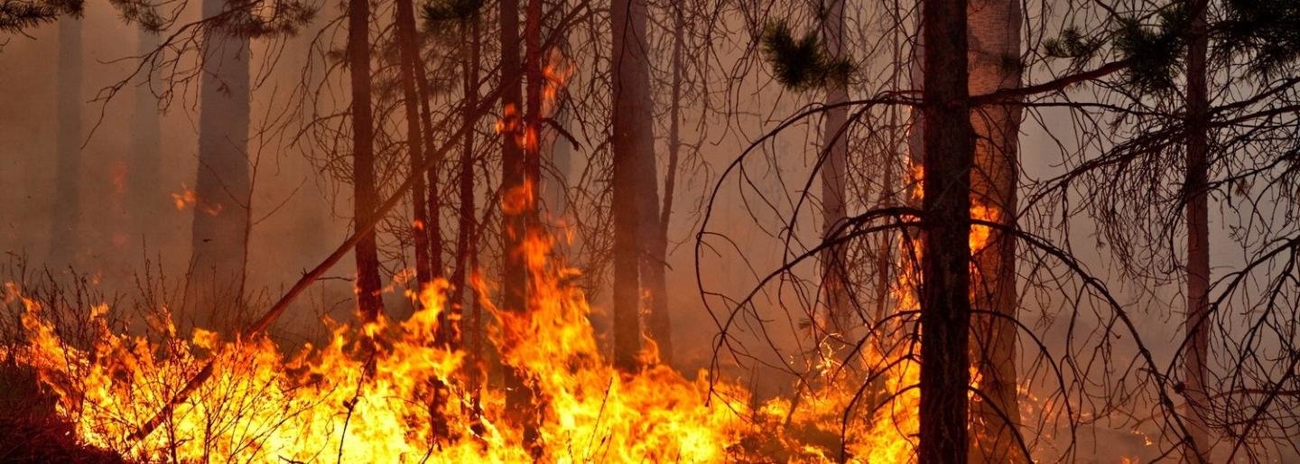 Еще в двух поселках Камчатки объявлен чрезвычайный класс пожарной опасности